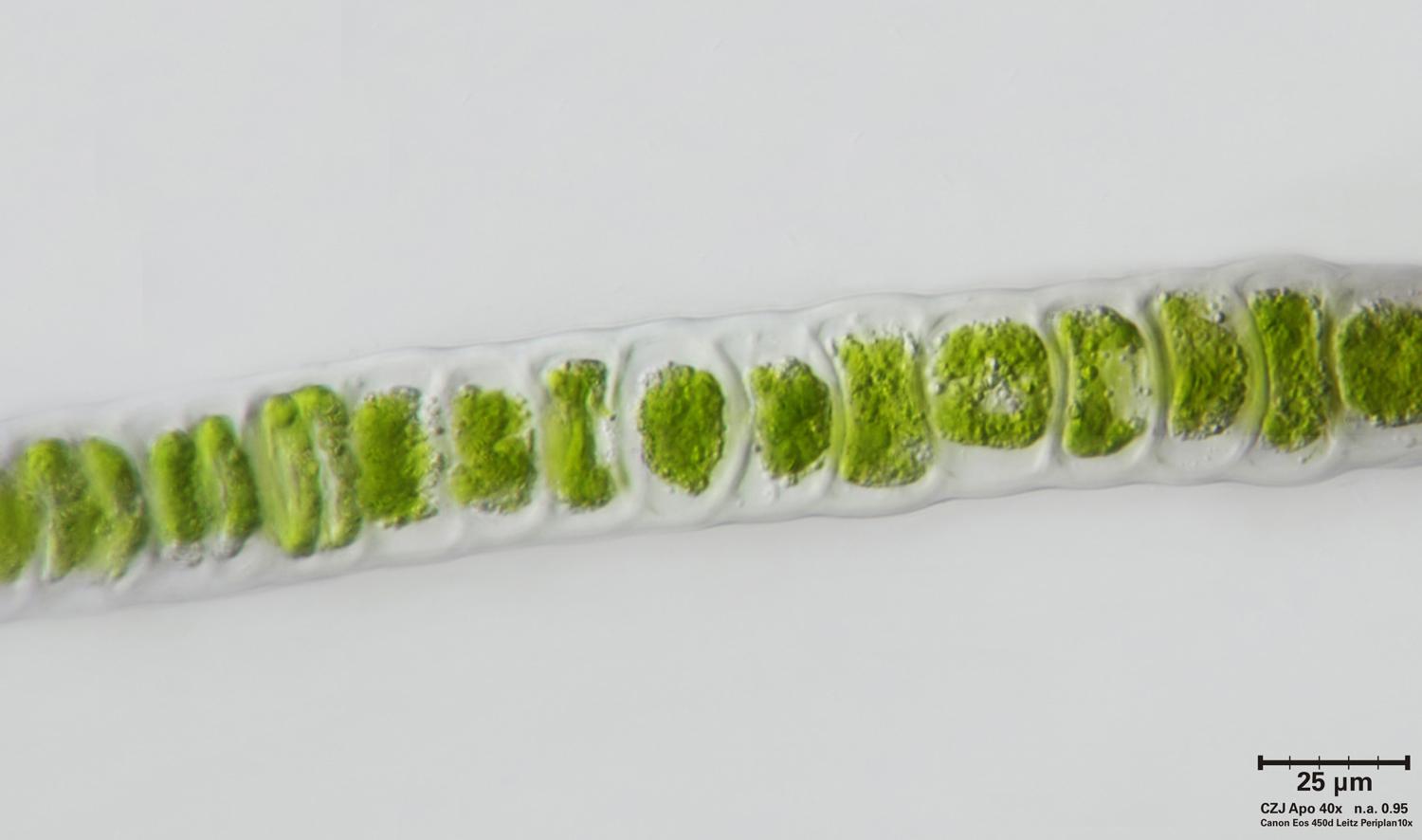 Ulothrix